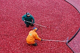 cranberry harvest
