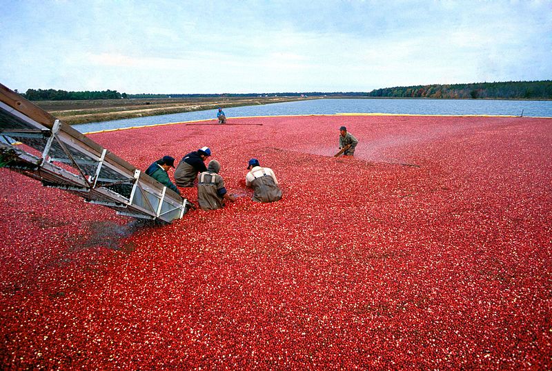 cranberry-harvest